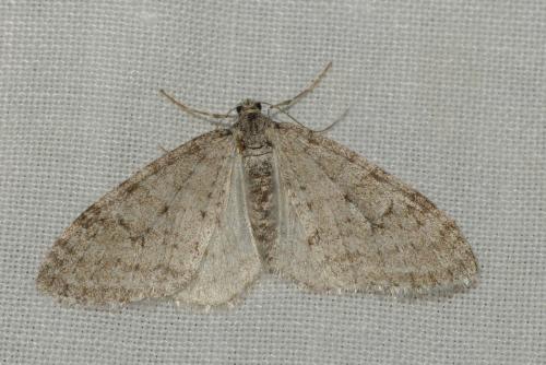Réf. 253 630 : Trichopteryx carpinata